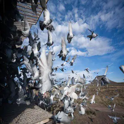 Le Secret De La Vitesse Des Pigeons
