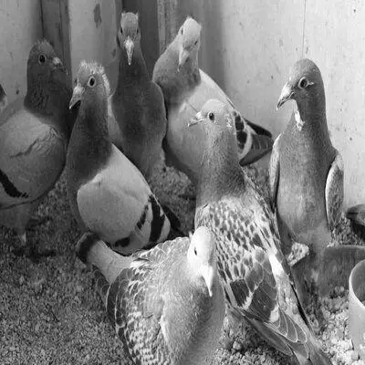 Infection Herpe Tique Du Pigeon