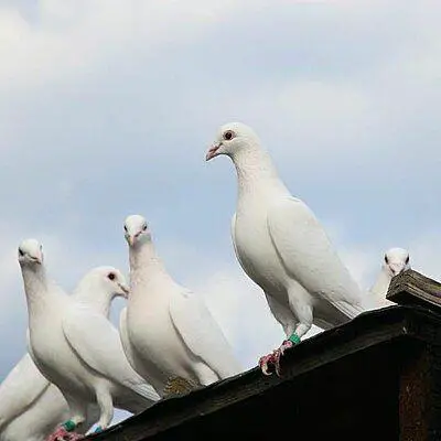 La Diffe Rence Pigeon Voyageur