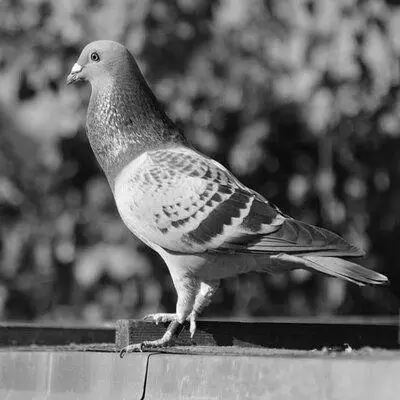 L 039 Espoir Et La Crainte Pigeon Voyageur