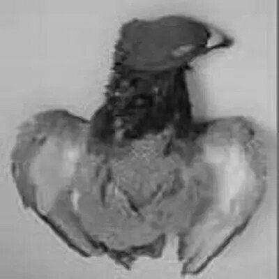 La Gale D Plumante Pigeon Voyageur