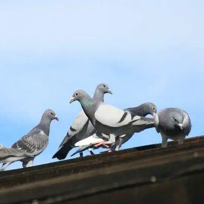 Pratique N 8 Pigeon Voyageur