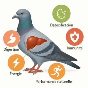 Le role essentiel du foie chez le pigeon voyageur