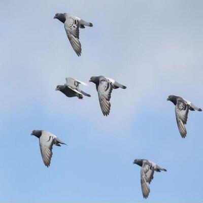 The Mes Divers Sur Le Pigeon Voyageur | Thèmes Divers Sur Les Pigeons Voyageurs | Le Fond De La Question The Mes Divers Sur Le Pigeon Voyageur | Thèmes Divers Sur Les Pigeons Voyageurs | Le Fond De La Question