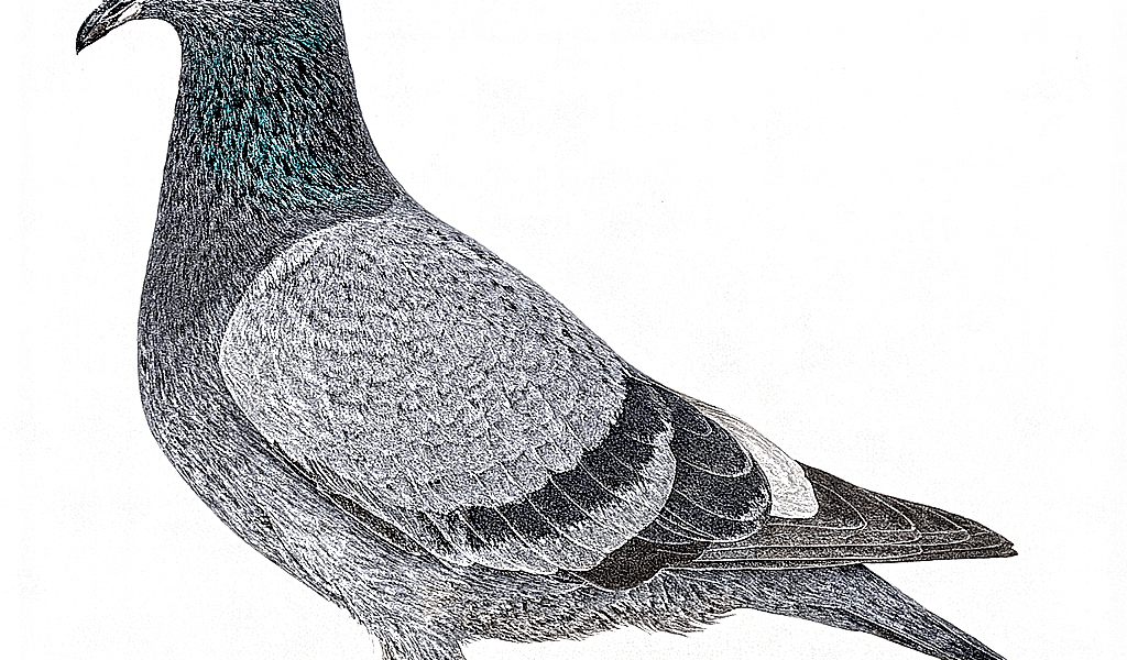 AOUT 1998 Pigeon voyageur