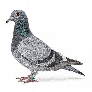 AOUT 1998 Pigeon voyageur